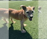 Small #1 Norfolk Terrier Mix