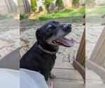 Small #2 Labrador Retriever Mix
