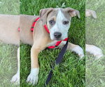 Small #6 Bulldog Mix