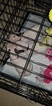 Small Photo #129 Bull Terrier Puppy For Sale in JACKSON, MI, USA