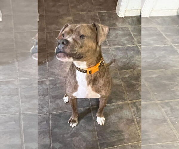 Medium Photo #11 Boxer-Unknown Mix Puppy For Sale in Germantown, OH, USA