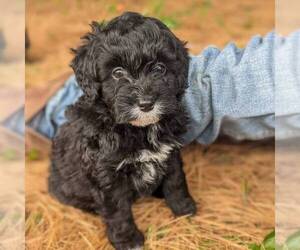 Bernedoodle-Poodle (Miniature) Mix Puppy for sale in STANLEY, WI, USA