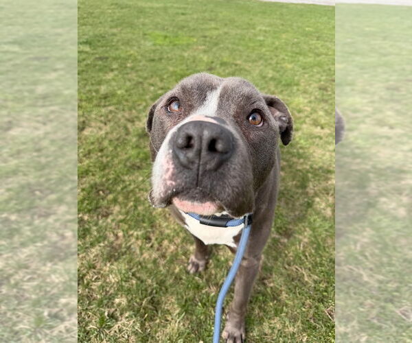 Medium Photo #4 American Staffordshire Terrier Puppy For Sale in Pierceton , IN, USA