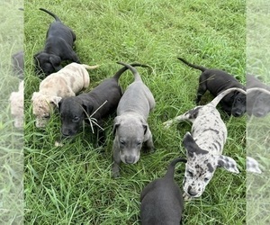 Great Dane Puppy for Sale in SHREVEPORT, Louisiana USA