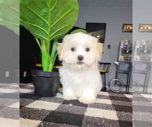 Maltipoo Puppy for sale in FRANKLIN, IN, USA