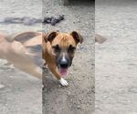 Small #1 Mutt