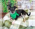 Small #1 Jack-Rat Terrier