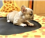 Small #13 French Bulldog