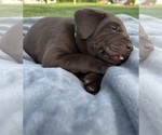Small Photo #30 Labrador Retriever Puppy For Sale in FREDERICKSBG, OH, USA