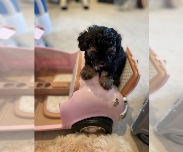 Medium Photo #10 Maltese-Poodle (Toy) Mix Puppy For Sale in SMITHFIELD, VA, USA