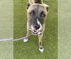 Siberian Husky-Unknown Mix Dogs for adoption in Fayetteville, NC, USA