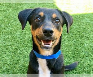PAULEY - Male Beagle-Unknown Mix Dog for Adoption - Photo #2