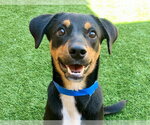 Small Photo #2 Beagle-Unknown Mix Puppy For Sale in Moreno Valley, CA, USA
