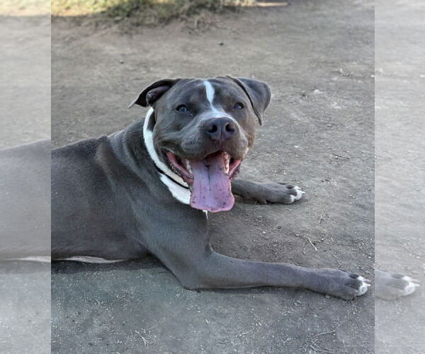 Medium Photo #2 American Pit Bull Terrier Puppy For Sale in Virginia Beach, VA, USA