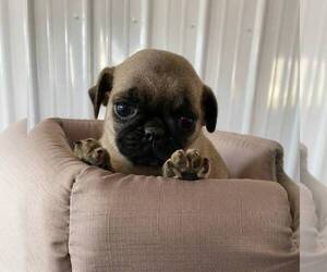 Pug Puppy for sale in MECHANICSVILLE, MD, USA