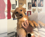 Small Photo #6 Labbe Puppy For Sale in Rockville, MD, USA