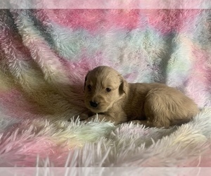 Golden Retriever Puppy for sale in ALIQUIPPA, PA, USA