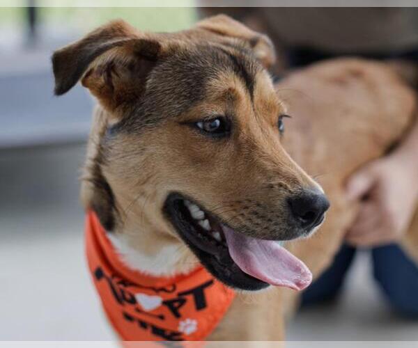 Medium Photo #3 German Shepherd Dog-Unknown Mix Puppy For Sale in Tulsa, OK, USA