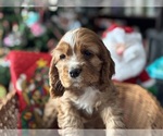 Small #2 Cocker Spaniel