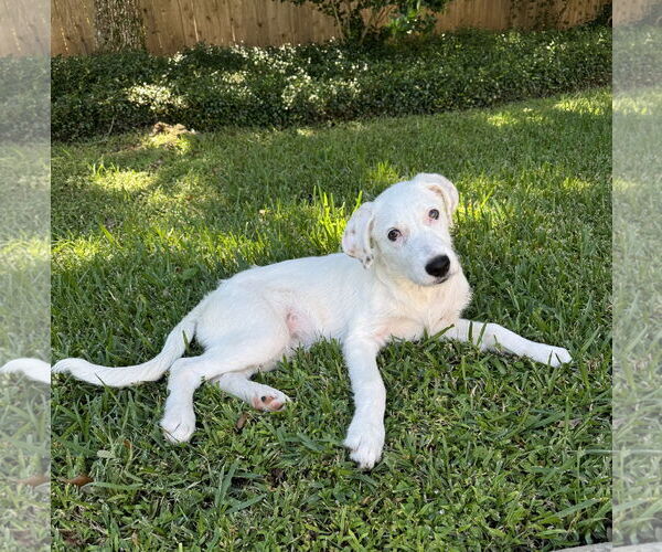 Medium Photo #2 Great Pyrenees-Unknown Mix Puppy For Sale in The Woodlands, TX, USA
