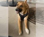Small Labrador Retriever Mix