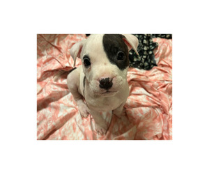 American Bulldog-American Bully Mix Puppy for sale in LANSFORD, PA, USA