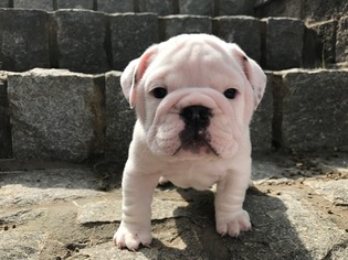 Bulldog Puppy for sale in CANTON, GA, USA