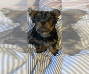 Silky Terrier Puppy for sale in WEST NEWTON, MA, USA