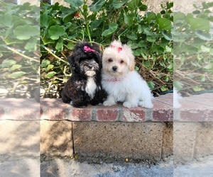 Maltipoo Puppy for sale in TEMECULA, CA, USA