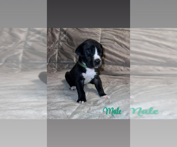 Medium Photo #3 Great Dane Puppy For Sale in ROCKINGHAM, NC, USA