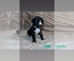 Puppy Black Male 1 Great Dane