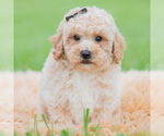 Small #5 Maltipoo (Miniature)