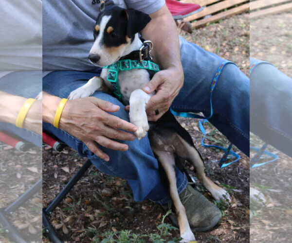 Medium Photo #3 Aussiedor Puppy For Sale in Bandera, TX, USA