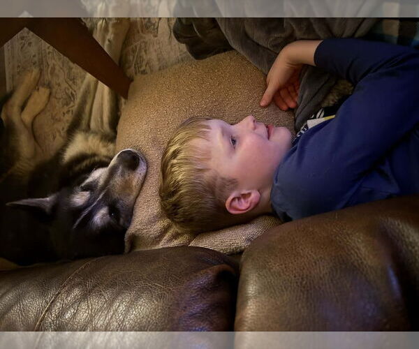 Medium Photo #3 Siberian Husky-Unknown Mix Puppy For Sale in Andover, MN, USA