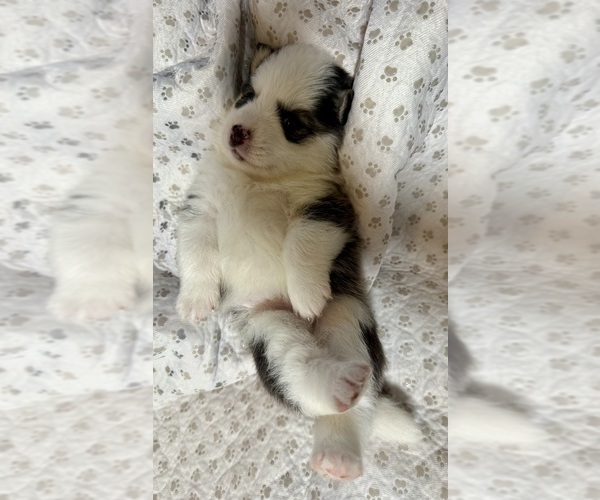 Medium Photo #4 Pomsky Puppy For Sale in NASHUA, NH, USA