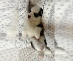 Small #2 Pomsky