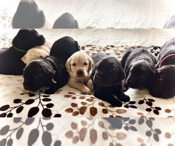Medium Photo #1 Golden Labrador Puppy For Sale in PORT ORANGE, FL, USA