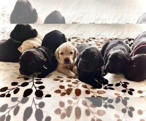 Golden Labrador Puppy for Sale in PORT ORANGE, Florida USA