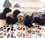 Small Golden Labrador
