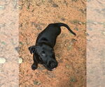 Small #2 Labrador Retriever Mix