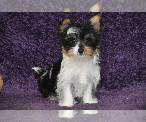 Medium Photo #2 Yorkshire Terrier Puppy For Sale in ELDORADO, OH, USA