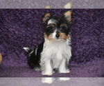 Small #1 Yorkshire Terrier