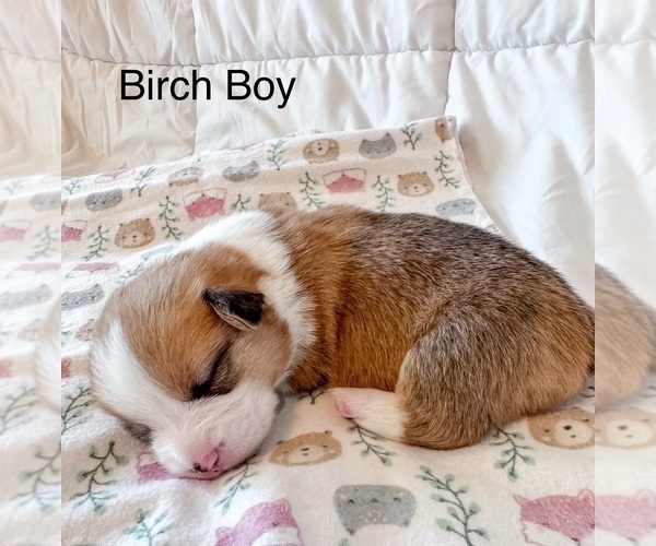 Medium Photo #3 Pembroke Welsh Corgi Puppy For Sale in BAYTOWN, TX, USA