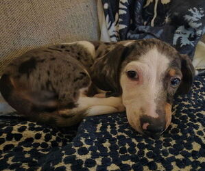 Dachshund Puppy for sale in PATTERSON, CA, USA