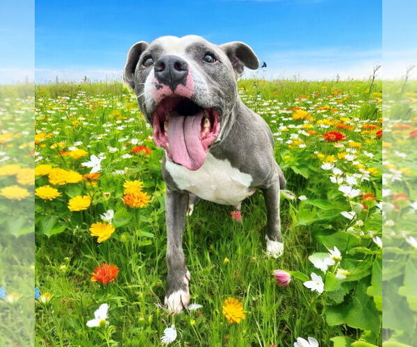 Medium Photo #9 American Pit Bull Terrier Puppy For Sale in Glen Allen, VA, USA