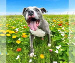 Small #8 American Pit Bull Terrier