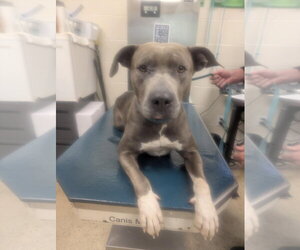 Bulldog Dogs for adoption in Mobile, AL, USA