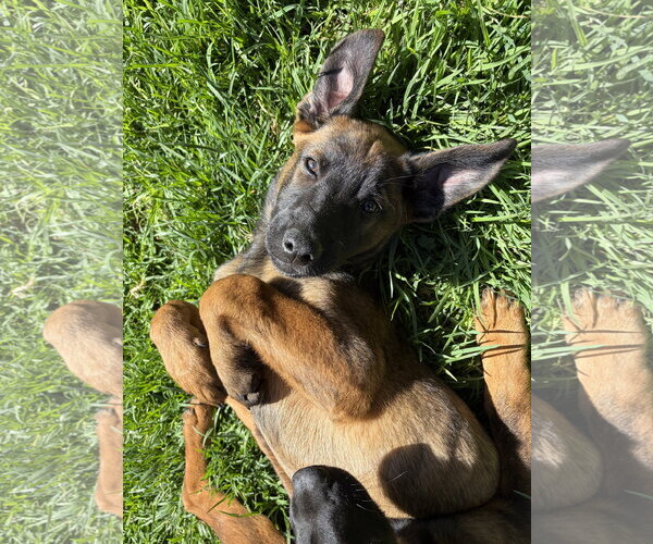 Medium Photo #2 German Shepherd Dog-Unknown Mix Puppy For Sale in San Diego, CA, USA