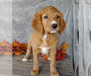 Labradoodle-Poodle (Miniature) Mix Puppy for sale in FREDERICKSBG, OH, USA