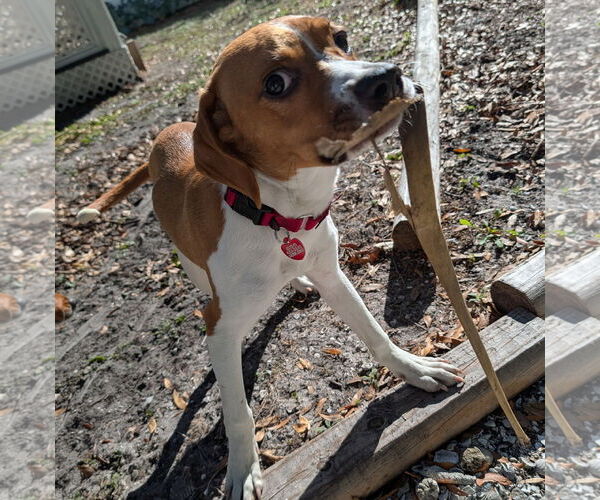 Medium Photo #7 Beagle Puppy For Sale in Dunnellon, FL, USA